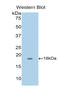 CD40 Ligand antibody, LS-C303015, Lifespan Biosciences, Western Blot image 