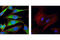 NAD(P)H Quinone Dehydrogenase 1 antibody, 3187S, Cell Signaling Technology, Immunocytochemistry image 