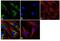 Glutaminase antibody, 710997, Invitrogen Antibodies, Immunofluorescence image 