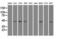 SRY-Box 17 antibody, GTX83578, GeneTex, Western Blot image 
