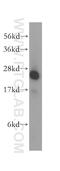 N-Ribosyldihydronicotinamide:Quinone Reductase 2 antibody, 15767-1-AP, Proteintech Group, Western Blot image 