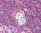 Autoimmune Regulator antibody, NB100-1063, Novus Biologicals, Immunohistochemistry frozen image 