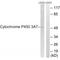Cytochrome P450 Family 3 Subfamily A Member 7 antibody, A05417, Boster Biological Technology, Western Blot image 