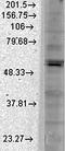 Mediator Of DNA Damage Checkpoint 1 antibody, orb67385, Biorbyt, Western Blot image 