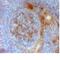 Mouse IgM antibody, MCA5680, Bio-Rad (formerly AbD Serotec) , Enzyme Linked Immunosorbent Assay image 