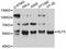 Kruppel Like Factor 5 antibody, MBS126706, MyBioSource, Western Blot image 