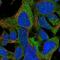Zinc Finger Protein 764 antibody, NBP1-92115, Novus Biologicals, Immunofluorescence image 