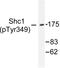 ShcA antibody, LS-C192184, Lifespan Biosciences, Western Blot image 