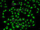 Golgin A2 antibody, A5344, ABclonal Technology, Immunofluorescence image 