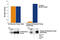 Ribosomal Protein S6 antibody, 7205C, Cell Signaling Technology, Enzyme Linked Immunosorbent Assay image 