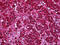 Ferredoxin Reductase antibody, TA316744, Origene, Immunohistochemistry frozen image 