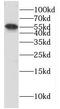 Cytochrome P450 Family 4 Subfamily B Member 1 antibody, FNab02169, FineTest, Western Blot image 