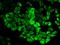 Peroxiredoxin 2 antibody, GTX54610, GeneTex, Immunofluorescence image 