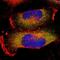 Stomatin antibody, PA5-52833, Invitrogen Antibodies, Immunofluorescence image 