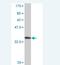Cell Adhesion Associated, Oncogene Regulated antibody, H00050937-M03, Novus Biologicals, Western Blot image 