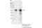YY1 Transcription Factor antibody, 46395S, Cell Signaling Technology, Immunoprecipitation image 