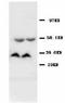 Adenosylmethionine Decarboxylase 1 antibody, LS-C171835, Lifespan Biosciences, Western Blot image 