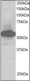 SIL1 Nucleotide Exchange Factor antibody, AP22556PU-N, Origene, Western Blot image 
