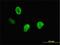 CASP antibody, H00001523-M01, Novus Biologicals, Immunocytochemistry image 