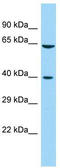 Protein FAM172A antibody, TA332168, Origene, Western Blot image 