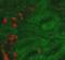 HNL antibody, BPD-ABS-043-29-02, Enzo Life Sciences, Immunohistochemistry frozen image 