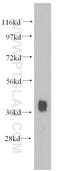 NK2 Homeobox 5 antibody, 13921-1-AP, Proteintech Group, Western Blot image 