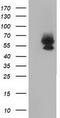 Bestrophin 3 antibody, TA501768S, Origene, Western Blot image 