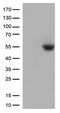 PD-L1 antibody, TA813001S, Origene, Western Blot image 