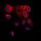 Cytochrome P450 2B6 antibody, orb213820, Biorbyt, Immunofluorescence image 