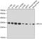 Ribosomal Protein L7a antibody, 15-164, ProSci, Western Blot image 