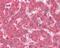 Xanthine Dehydrogenase antibody, 49-785, ProSci, Immunohistochemistry frozen image 