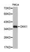 Dickkopf WNT Signaling Pathway Inhibitor 1 antibody, LS-C332169, Lifespan Biosciences, Western Blot image 