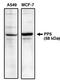 VH3 antibody, orb108868, Biorbyt, Western Blot image 