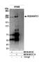 Kinetochore-associated protein 1 antibody, NB100-88131, Novus Biologicals, Western Blot image 