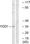 YOD1 Deubiquitinase antibody, GTX87455, GeneTex, Western Blot image 