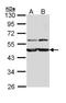 Calreticulin-3 antibody, NBP1-33337, Novus Biologicals, Western Blot image 