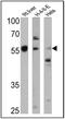 Cytochrome P450 4A2 antibody, PA3-033, Invitrogen Antibodies, Western Blot image 