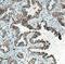 Napsin A Aspartic Peptidase antibody, FNab05550, FineTest, Immunohistochemistry frozen image 