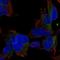 Wnt Ligand Secretion Mediator antibody, HPA069520, Atlas Antibodies, Immunofluorescence image 