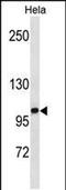 Zinc fingers and homeoboxes protein 1 antibody, PA5-49201, Invitrogen Antibodies, Western Blot image 