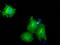 PK1 antibody, LS-C115401, Lifespan Biosciences, Immunofluorescence image 