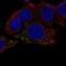 HBB antibody, HPA043234, Atlas Antibodies, Immunofluorescence image 