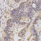 HCF-1 antibody, LS-C331718, Lifespan Biosciences, Immunohistochemistry frozen image 