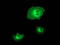 BECN1 antibody, TA502517, Origene, Immunofluorescence image 
