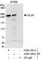 Discs Large MAGUK Scaffold Protein 5 antibody, A302-301A, Bethyl Labs, Immunoprecipitation image 