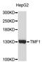 TATA Element Modulatory Factor 1 antibody, STJ25877, St John