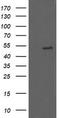 U-Box Domain Containing 5 antibody, TA502809S, Origene, Western Blot image 