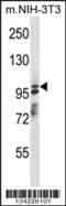 ArfGAP With SH3 Domain, Ankyrin Repeat And PH Domain 1 antibody, 57-774, ProSci, Western Blot image 