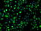 Hydroxysteroid 17-Beta Dehydrogenase 10 antibody, LS-C114806, Lifespan Biosciences, Immunofluorescence image 