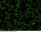 CD48 antigen antibody, 50415-R341, Sino Biological, Immunohistochemistry paraffin image 
